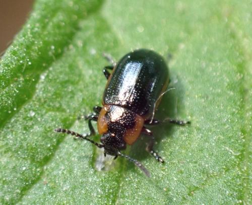 Réf. 360 035 : Prasocuris marginella